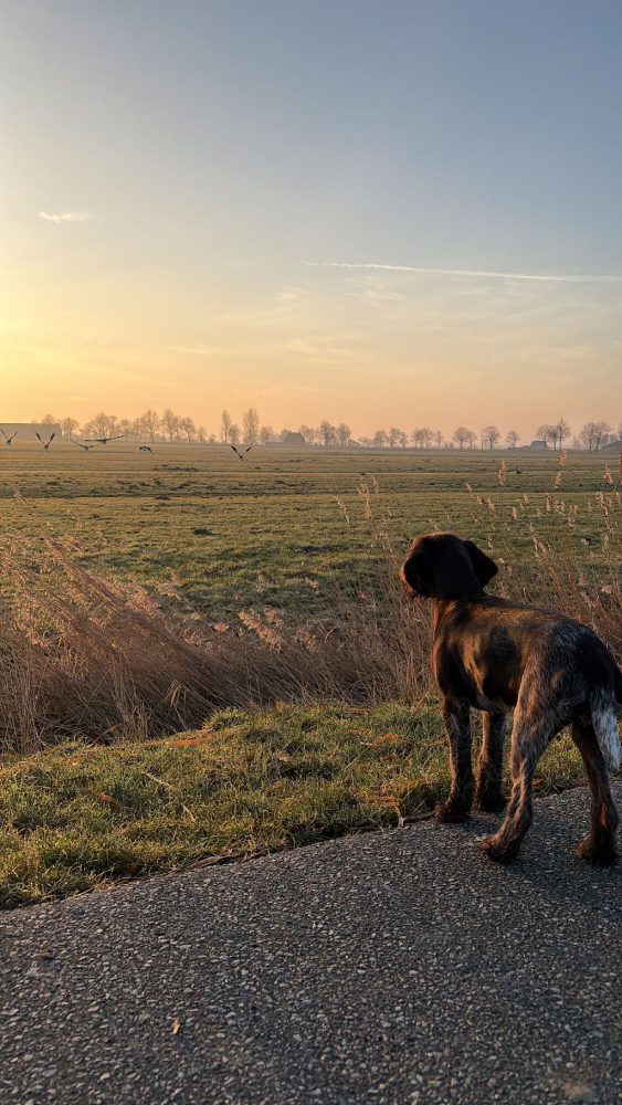 Morgenspaziergang mit unserem Familienzuwachs